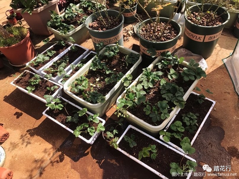 花盆种植草莓技术要点_草莓花盆种植技术_花盆种植草莓技术与管理