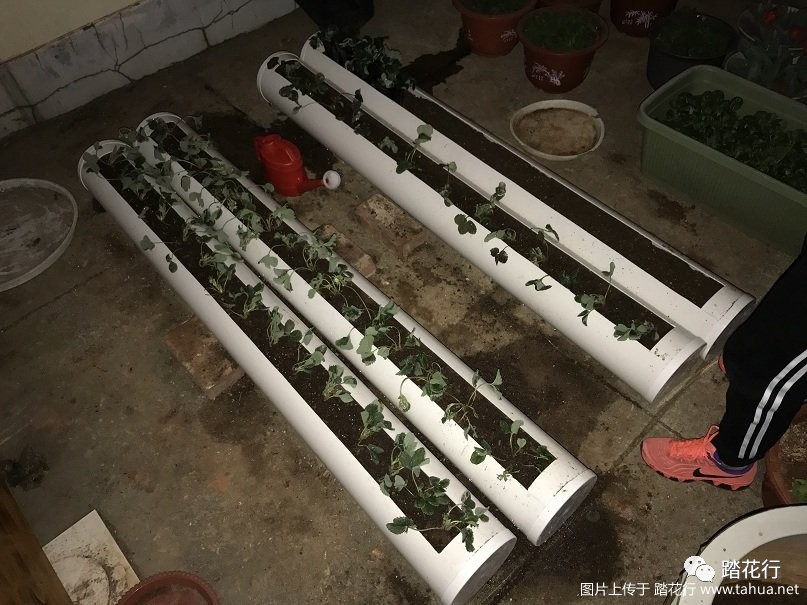 花盆种植草莓技术要点_花盆种植草莓技术与管理_草莓花盆种植技术
