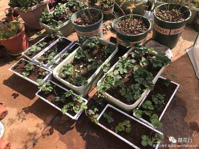 花盆种植草莓技术要点_花盆种植草莓技术与管理_草莓花盆种植技术