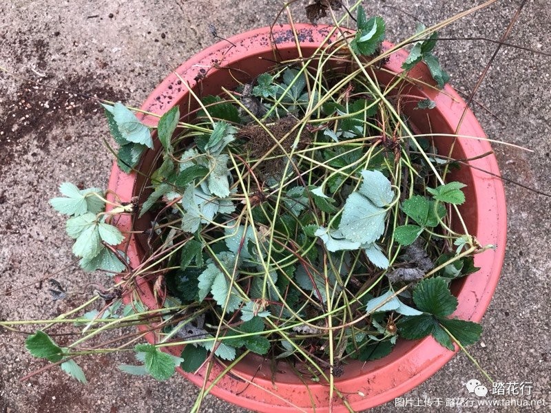 花盆种植草莓技术要点_花盆种植草莓技术与管理_草莓花盆种植技术