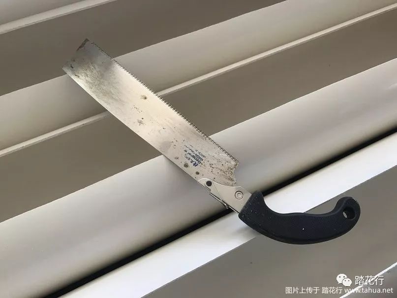 花盆种植草莓技术要点_花盆种植草莓技术与管理_草莓花盆种植技术