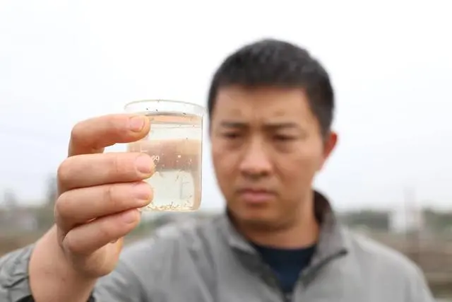 台湾泥鳅养殖成本和利润_养殖台湾泥鳅技术视频_优质台湾泥鳅养殖技术