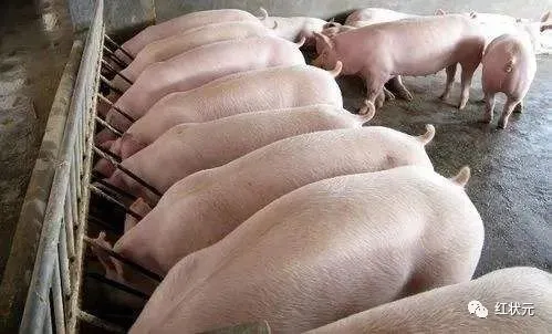 养肉猪技术教程大全_肉猪的养殖技术_养殖猪肉技术要求