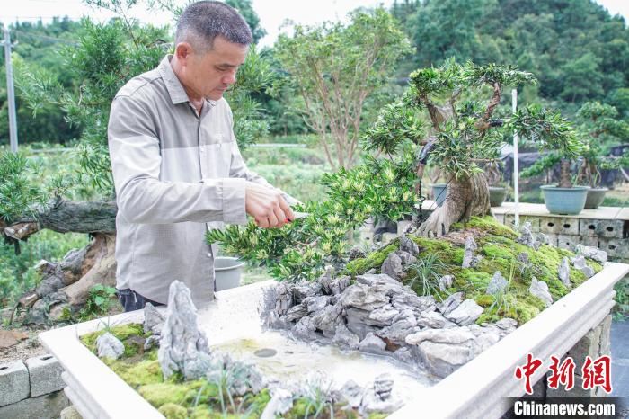 探访“广西盆景第一村”：乡土匠人巧手叩开 “致富门”