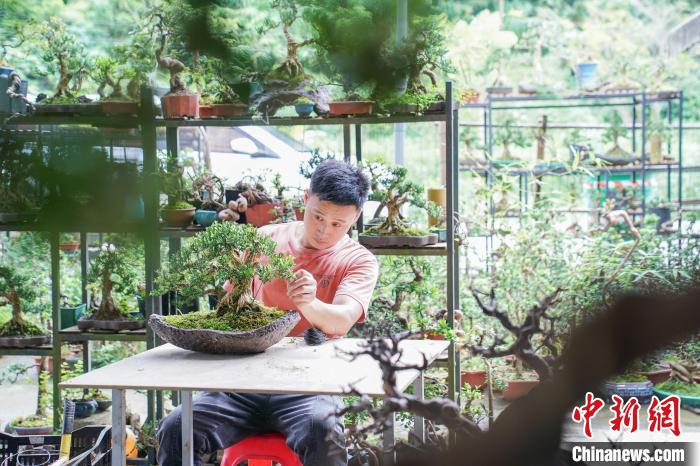 广西农村种植什么赚钱不愁销路_广西农村种植致富_在广西种植什么有前景
