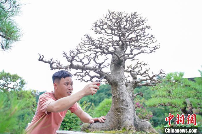 广西农村种植什么赚钱不愁销路_广西农村种植致富_在广西种植什么有前景