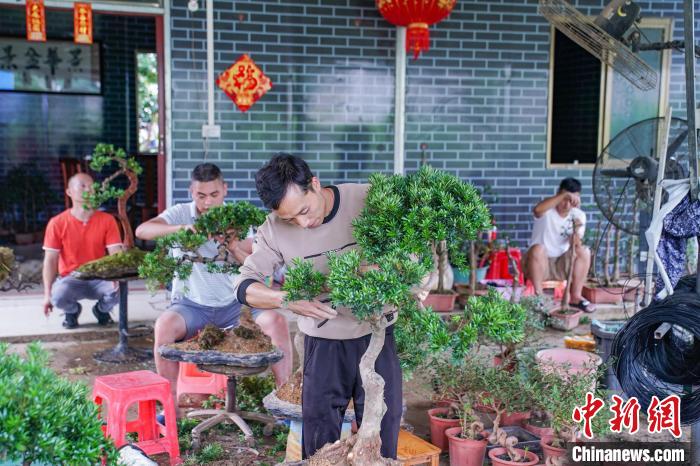 广西农村种植什么赚钱不愁销路_广西农村种植致富_在广西种植什么有前景