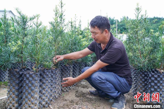 在广西种植什么有前景_广西农村种植致富_广西农村种植什么赚钱不愁销路