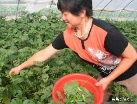 养殖害虫致富项目_致富养殖害虫项目招标_致富养殖害虫项目介绍