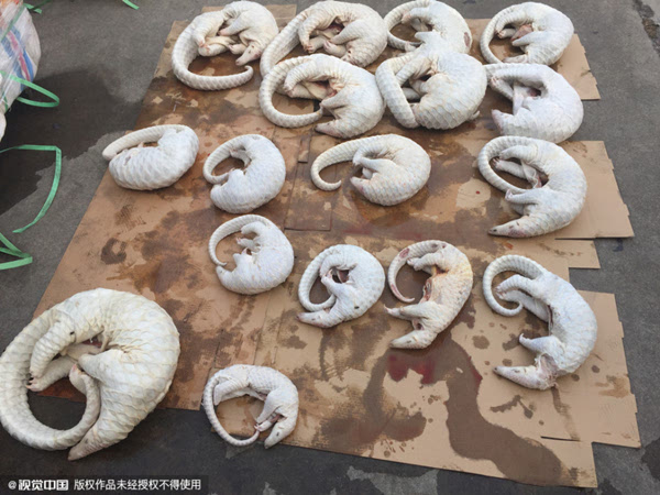 穿山甲收益_穿山甲赚钱_致富经穿山甲