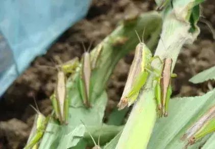 养殖害虫致富项目_致富养殖害虫项目有哪些_致富养殖害虫项目招标