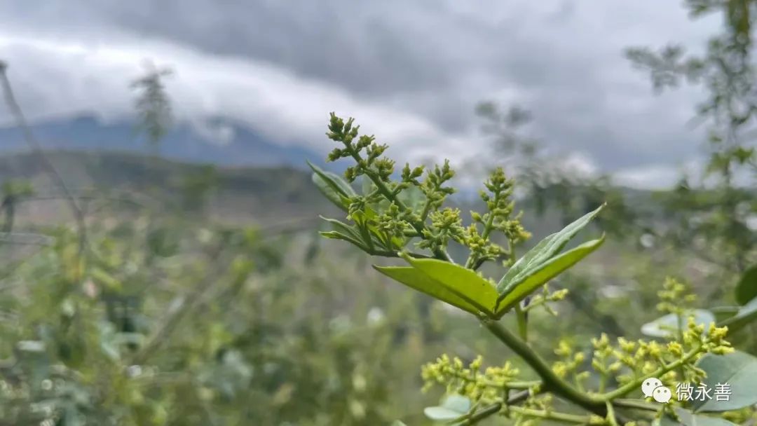 荒山种植什么赚钱_荒山种植什么来钱快_荒山种植致富方法