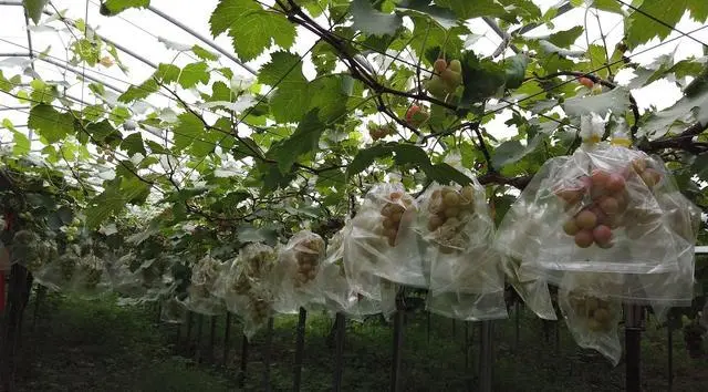 致富种植葡萄怎么样_葡萄种植致富_种植葡萄赚钱吗