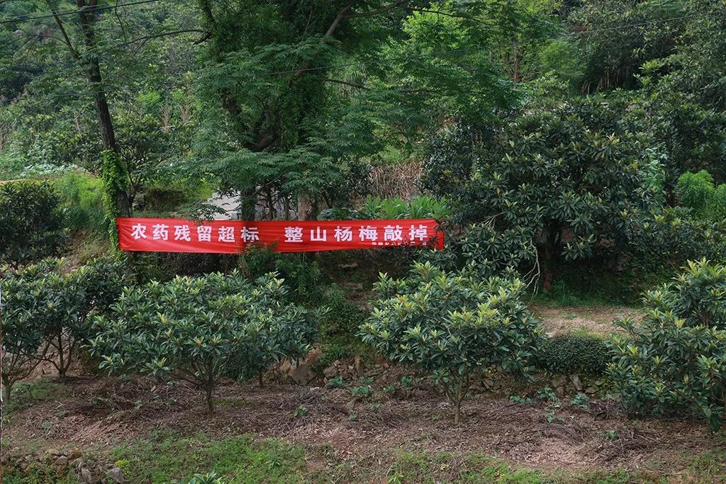 怎样种植杨梅树_早杨梅树种植技术_杨梅树栽植技术
