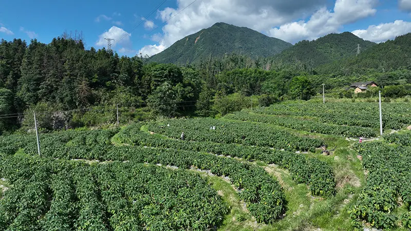 蓝山高良头村：茄子迎丰收 致富好“钱”景