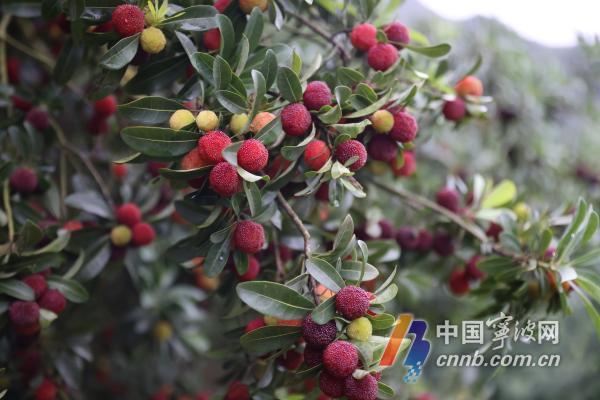 怎样种植杨梅树_早杨梅树种植技术_杨梅树苗种植