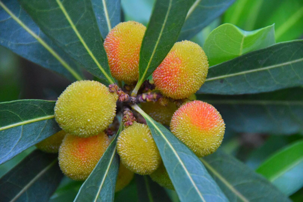 杨梅树种植前景如何？杨梅树种植方法