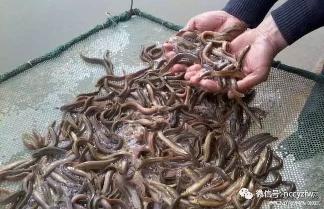 谷艳志养殖小泥鳅翻起致富波