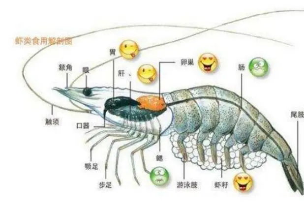 河虾养殖技术收徒弟_河虾养殖视频致富经河虾养殖_河虾养殖技术培训