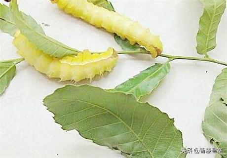 现在农村干什么赚钱？这10种农业害虫也能挣钱，一斤能卖到3000元
