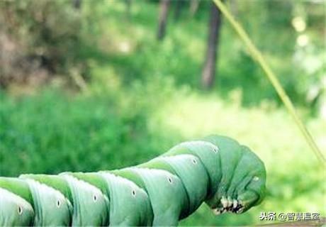 致富养殖好项目_养殖虫子致富_养殖害虫致富项目