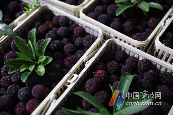 杨梅树的种植法_早杨梅树种植技术_杨梅树栽植技术
