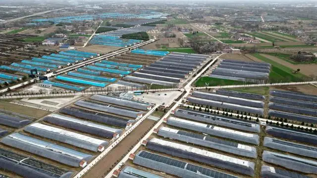 庆阳农民种植致富_甘肃庆阳种植_庆阳种植什么作物