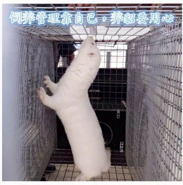 水貂养殖关键技术_养殖关键水貂技术是什么_养殖关键水貂技术有哪些