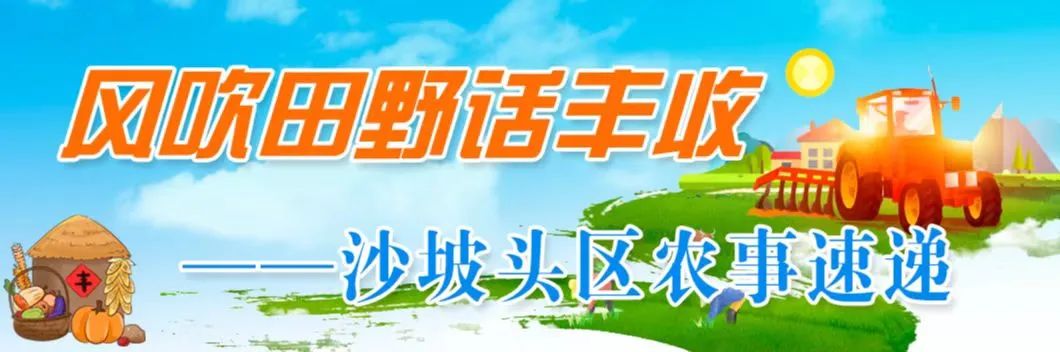拱棚西瓜种植致富_西瓜小拱棚_西瓜拱棚现代化早春栽培技术