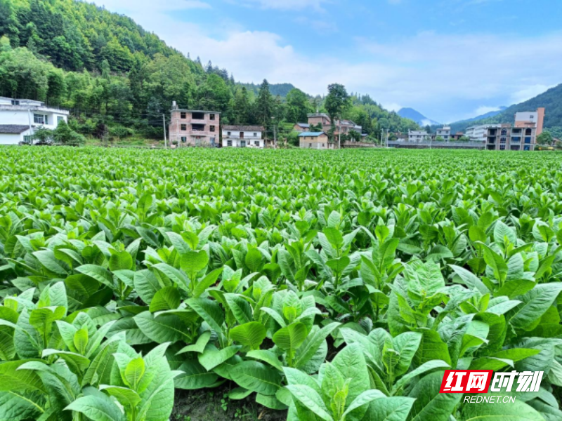 致富种植视频全集_种植岗梅致富吗_种植致富经