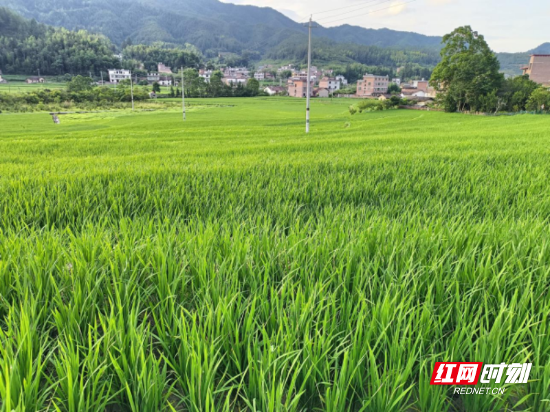 种植致富经_种植岗梅致富吗_致富种植视频全集