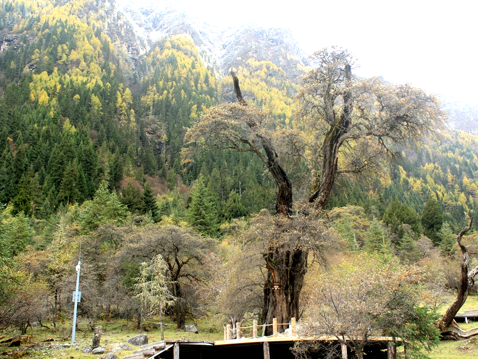 沙葱在湖北可以种植吗_沙芥种植_沙荆种植技术
