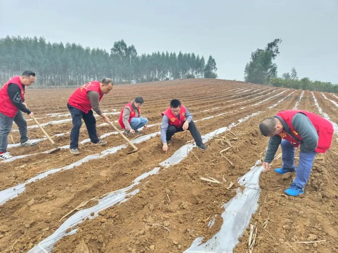 罗锦镇驻村工作分队：甘蔗新植正当时，助力产业促振兴