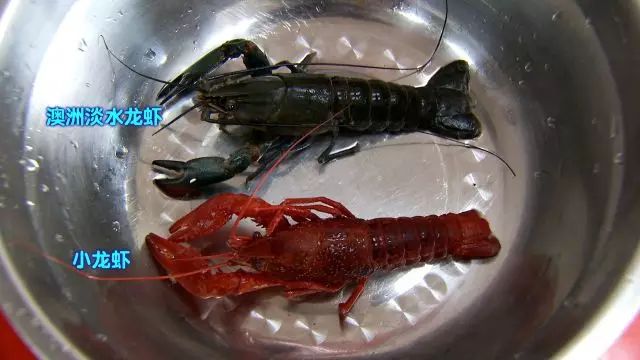 视频致富青虾在线观看_致富经虾_致富经青虾视频