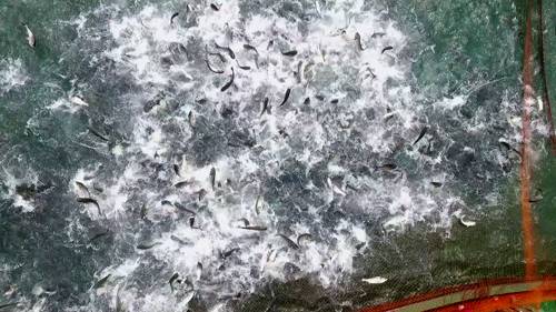 致富经女人养鸡视频_致富经90后美女养鸡_致富经cctv7养鸡视频全集