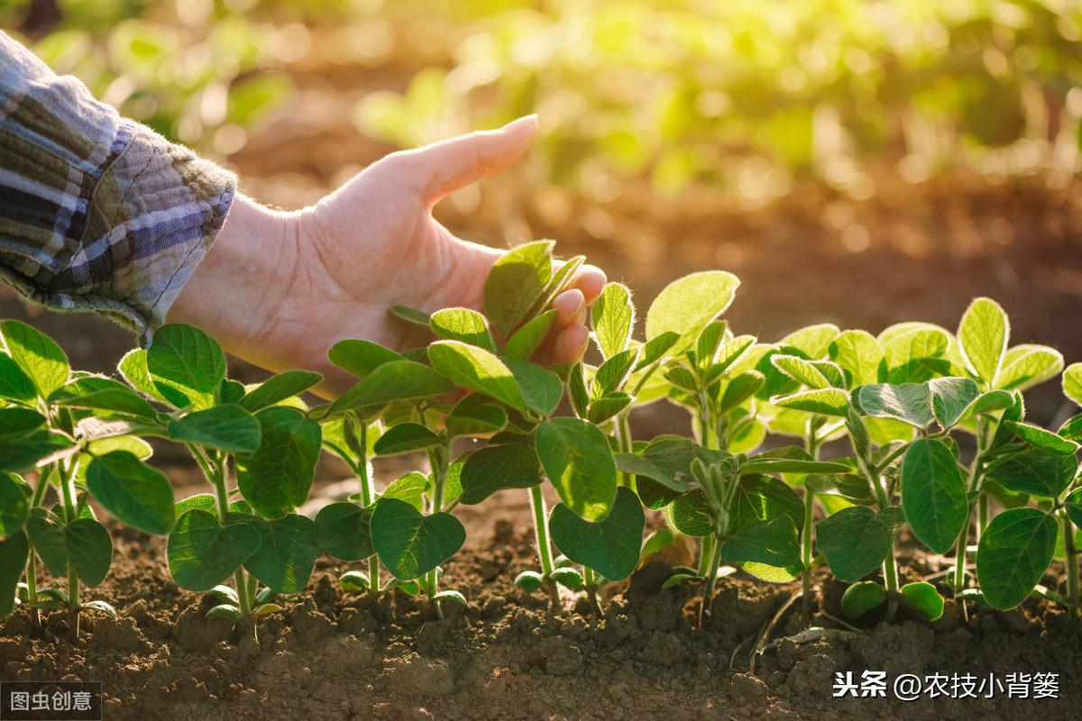 夏季黄豆种植时间和技术_夏季种植黄豆技术_黄豆夏季种植技术视频