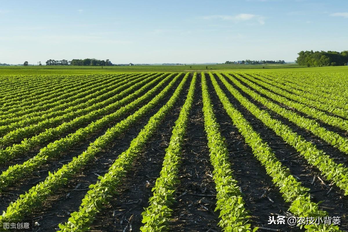 黄豆夏季种植技术视频_夏季黄豆种植时间和技术_夏季种植黄豆技术