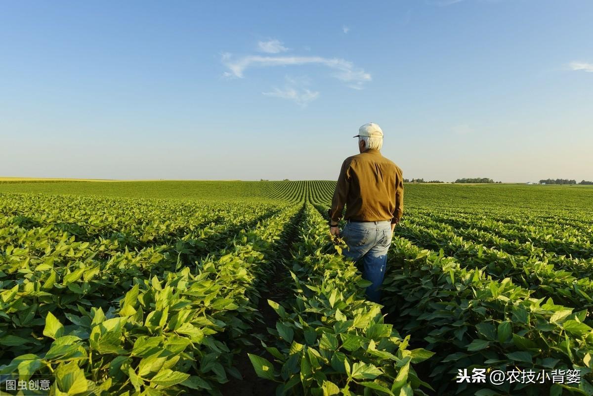 夏季黄豆种植时间和技术_黄豆夏季种植技术视频_夏季种植黄豆技术