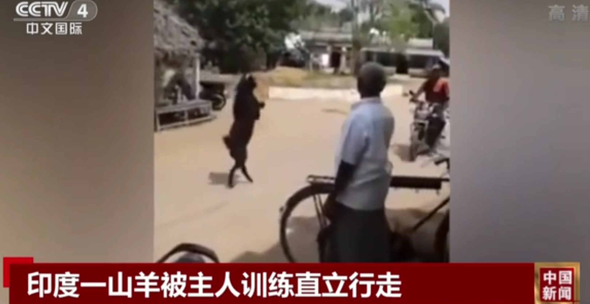 养殖羊稀奇技术有哪些_稀奇羊养殖技术_养殖羊稀奇技术视频