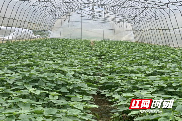 种植菜心视频_致富种植菜心视频_种植菜心致富