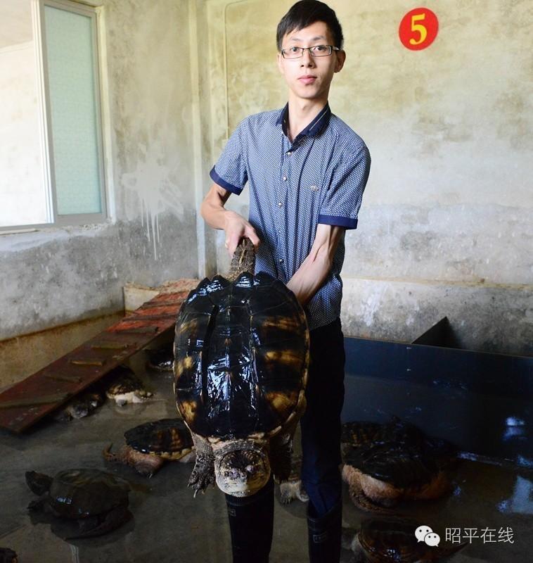 黄姚中洞村：佛鳄龟养殖成致富新门路