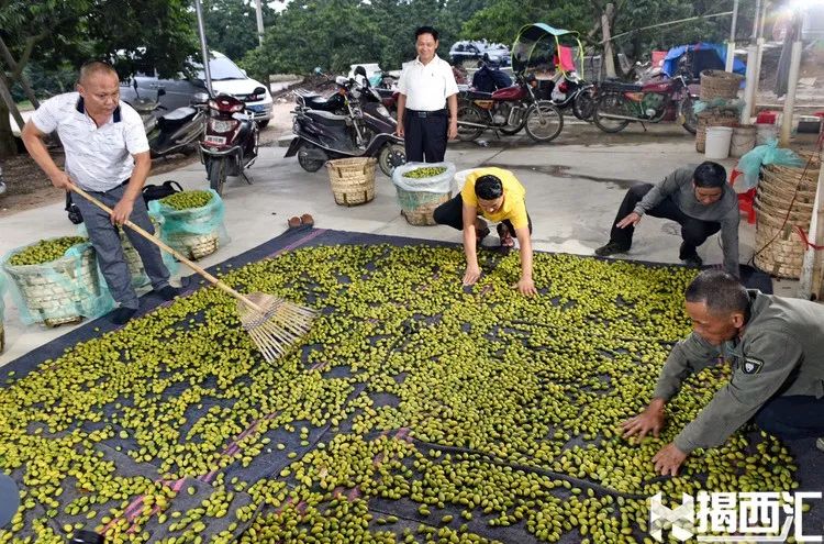 橄榄镇鲜甜味主食_致富经油橄榄_致富经香甜橄榄