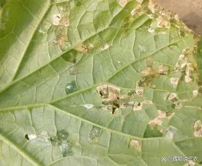 大棚种植技术_哈密瓜大棚种植技术_反季节蔬菜大棚种植技术