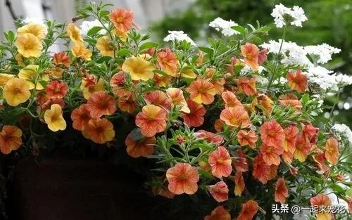 勿忘草种植技术_墨西哥玉米草种植方法_勿忘我的种植方法