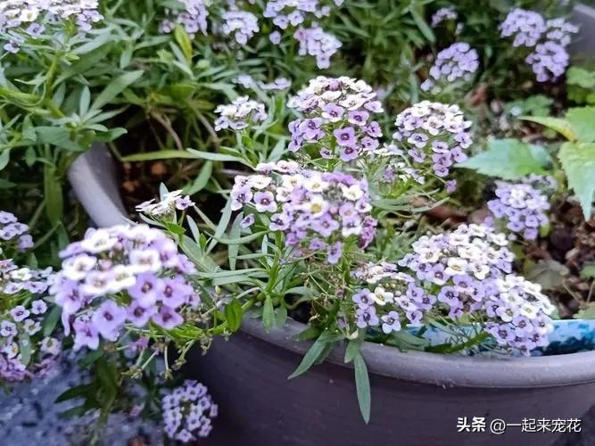 勿忘我的种植方法_勿忘草种植技术_墨西哥玉米草种植方法