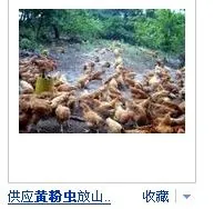 黄粉虫的饲养