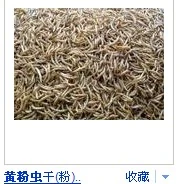 黄粉虫养殖致富案例_黄粉虫养殖致富案例_黄粉虫养殖致富案例