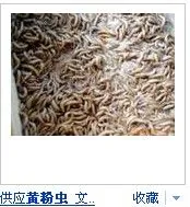 黄粉虫养殖致富案例_黄粉虫养殖致富案例_黄粉虫养殖致富案例