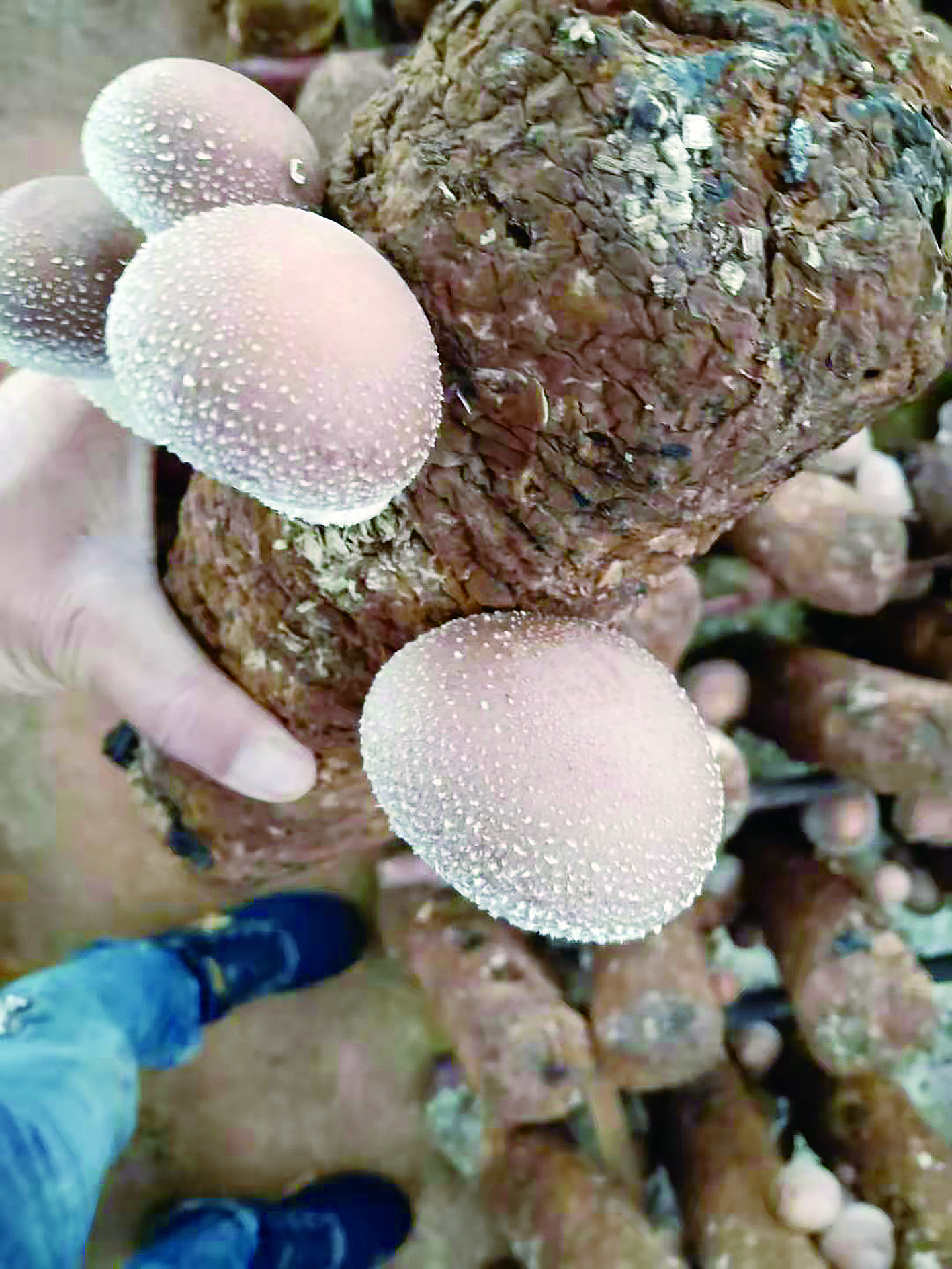致富经重楼_致富经重楼种植_致富经重楼种植视频