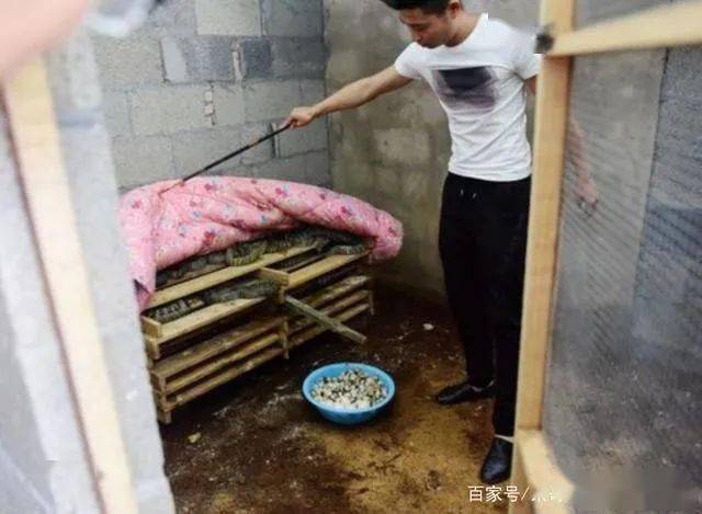 致富创业搞养殖_致富创业网搞养殖的_养殖业致富项目